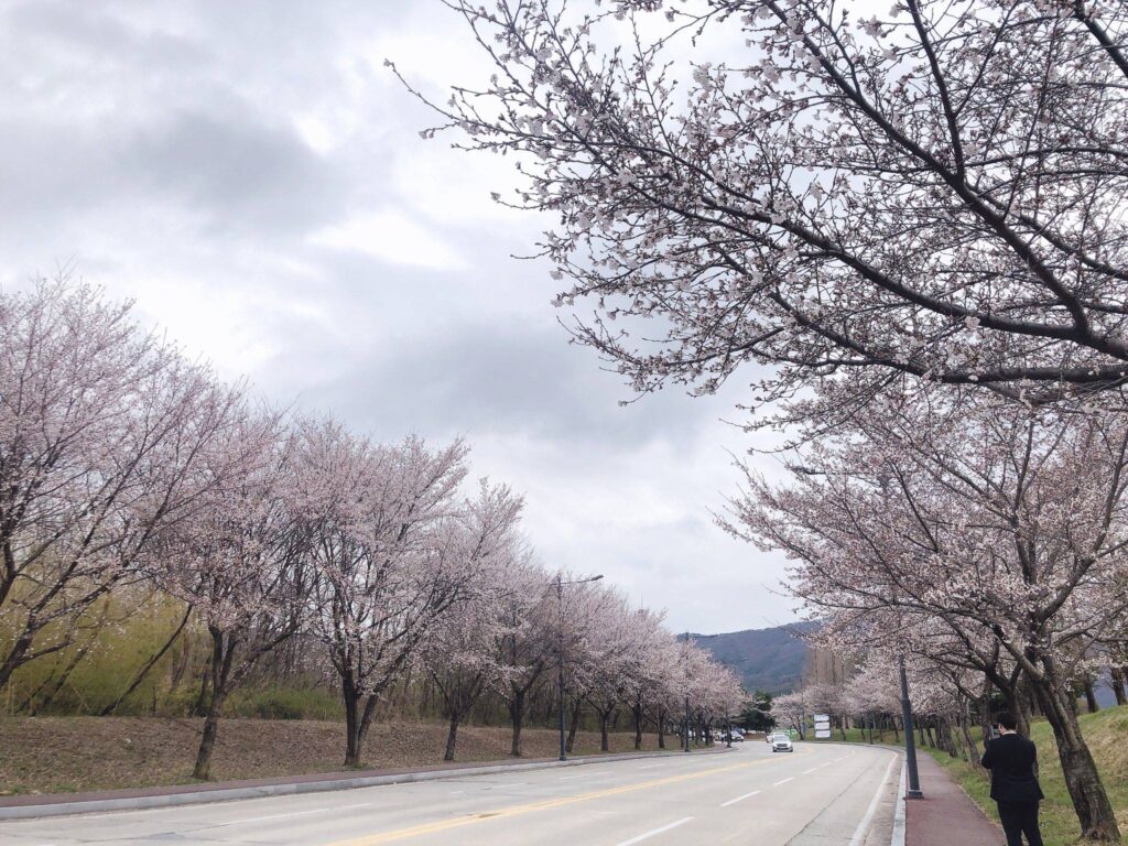 대전/충남: 계룡대 제2문 ~ 신도안면 일대