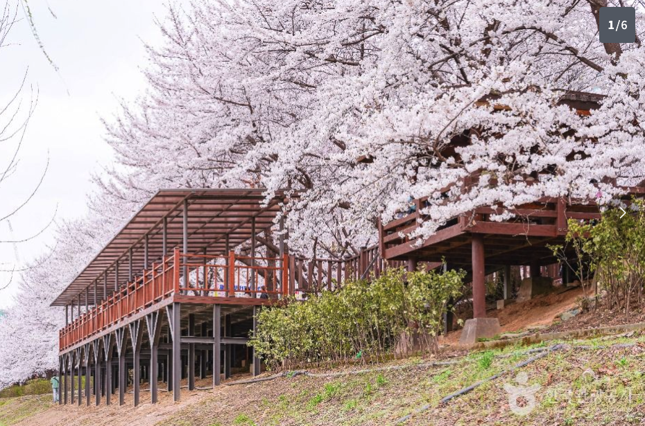 서울/경기: 안양천 벚꽃길 (특정 한적한 구간)