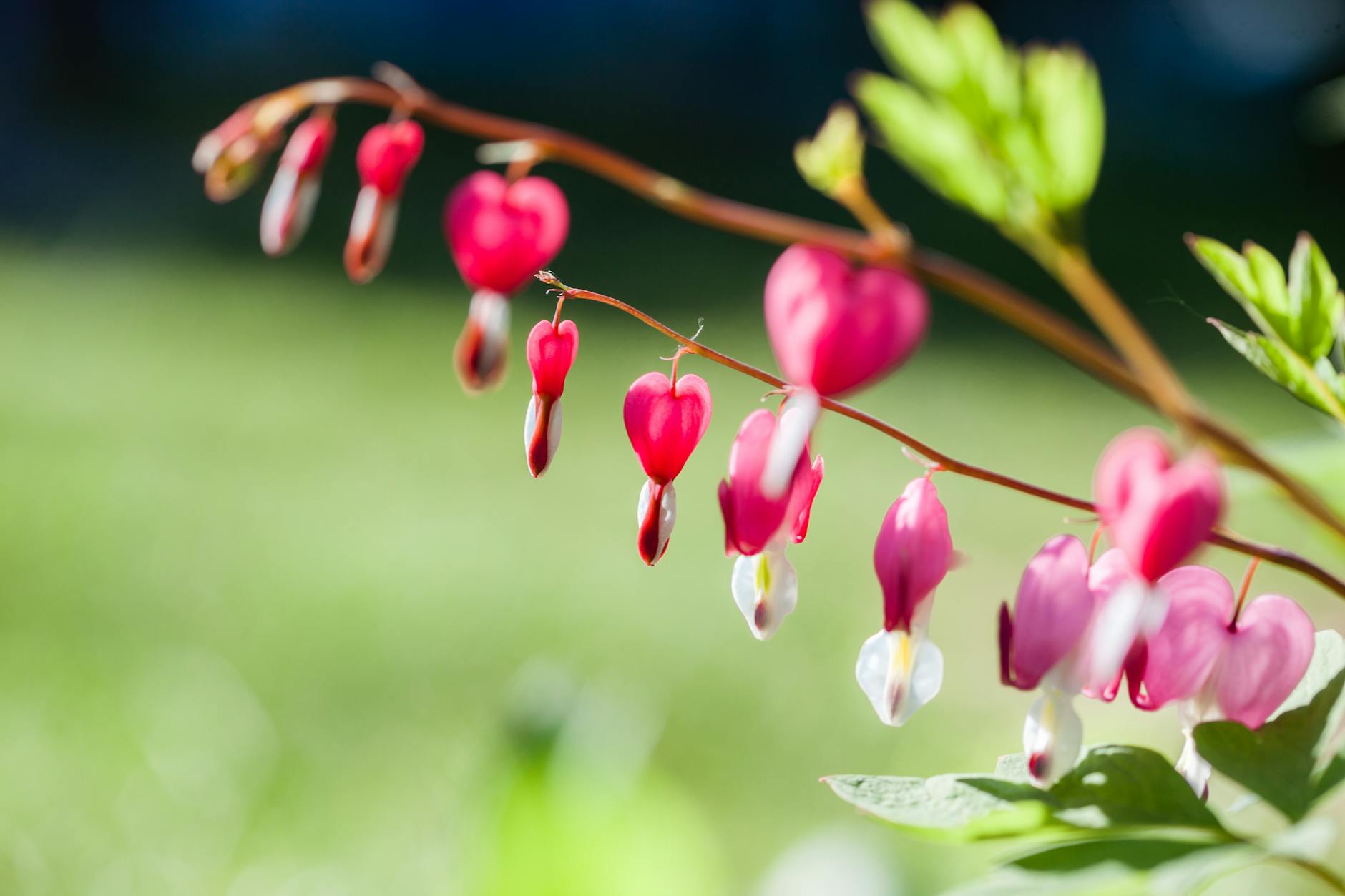 착상혈 vs 생리혈 완벽 구분 가이드: 임신 초기 증상으로 나타나는 출혈의 특징